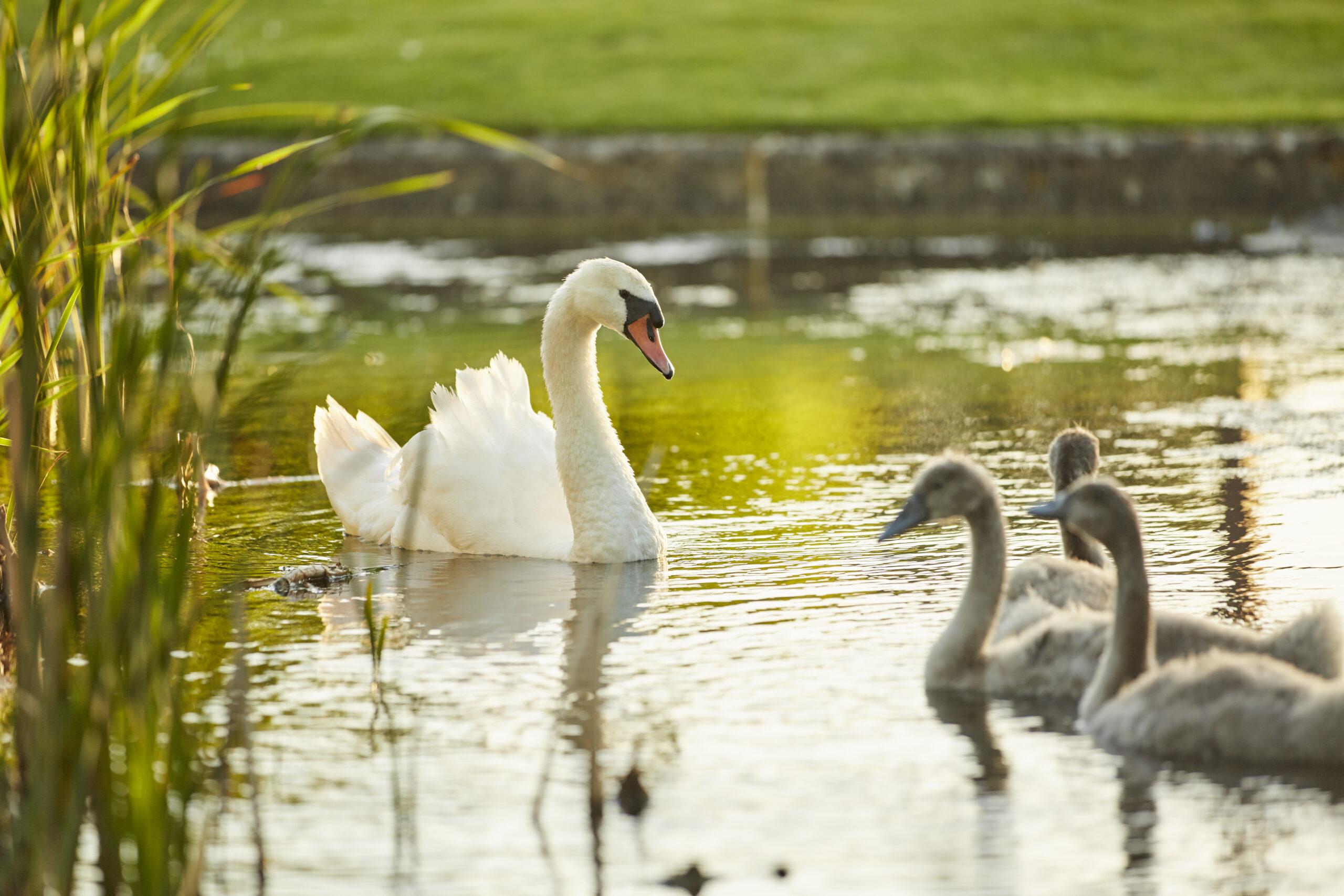 caldecotte-lake-residential-apartments-milton-keynes-shopping-centre-lakeside-living